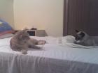 thumbs/Bart y Mozart vigilandose 5.jpg